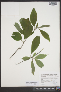 Ilex montana image