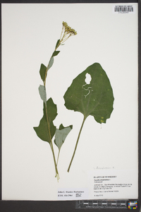 Arnoglossum atriplicifolium image