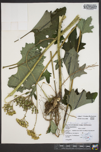 Arnoglossum atriplicifolium image
