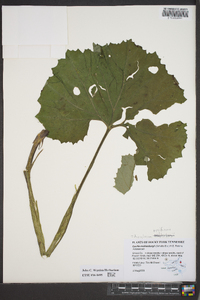 Arnoglossum reniforme image