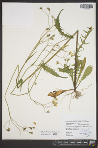 Crepis capillaris image