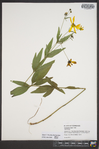 Coreopsis major image