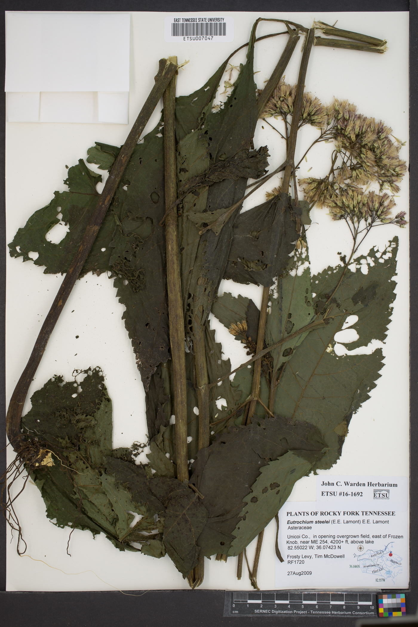 Eutrochium steelei image