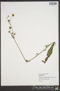 Picris hieracioides image