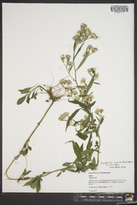 Symphyotrichum lanceolatum var. lanceolatum image