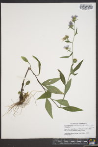 Symphyotrichum retroflexum image