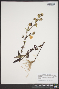 Symphyotrichum retroflexum image