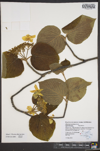 Viburnum lantanoides image