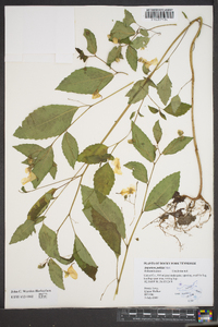 Impatiens pallida image