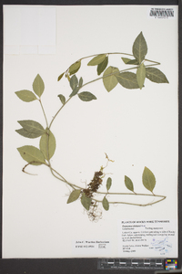 Euonymus fortunei image