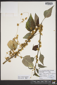 Cuscuta rostrata image