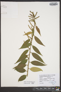 Leucothoe fontanesiana image