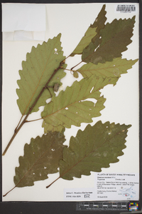 Quercus montana image