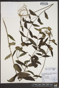 Pycnanthemum montanum image