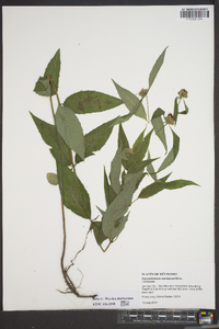 Pycnanthemum montanum image