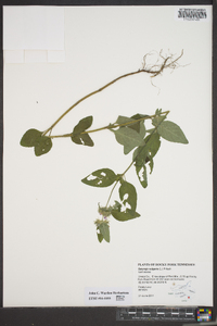 Clinopodium vulgare image