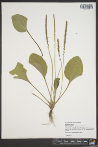 Plantago major image