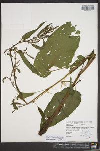 Rumex obtusifolius image