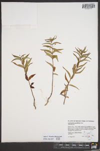 Lysimachia lanceolata image