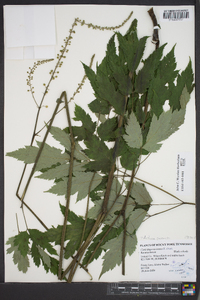 Actaea racemosa image