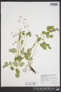 Thalictrum clavatum image