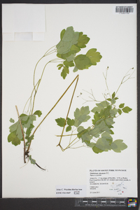 Thalictrum clavatum image