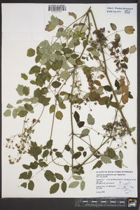 Thalictrum pubescens var. hepaticum image