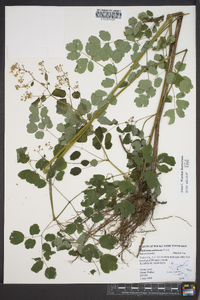 Thalictrum pubescens image