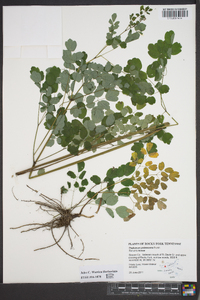 Thalictrum pubescens image