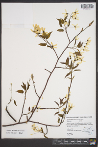 Amelanchier laevis image