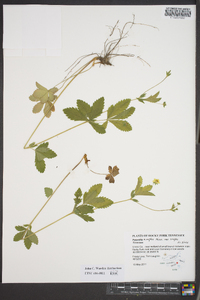 Potentilla simplex var. simplex image