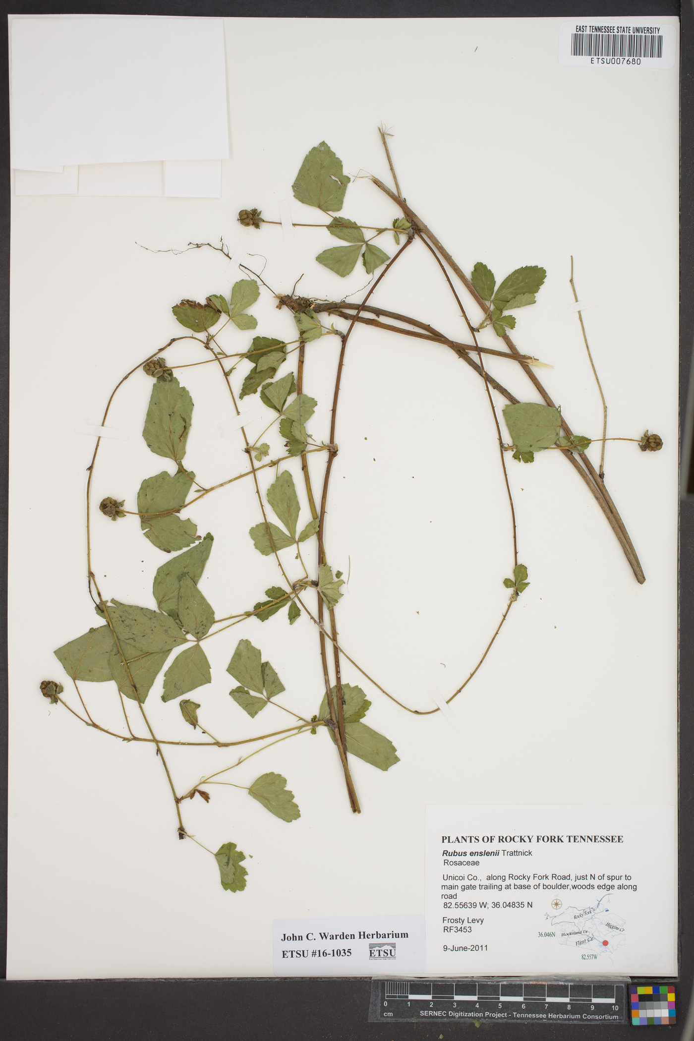 Rubus enslenii image