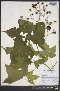 Rubus odoratus image