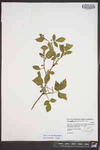 Rubus phoenicolasius image