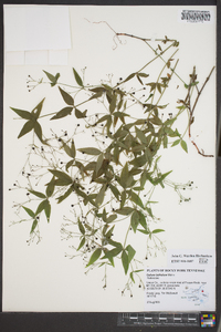 Galium latifolium image