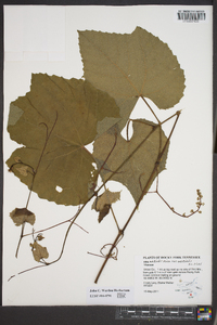 Vitis aestivalis var. aestivalis image