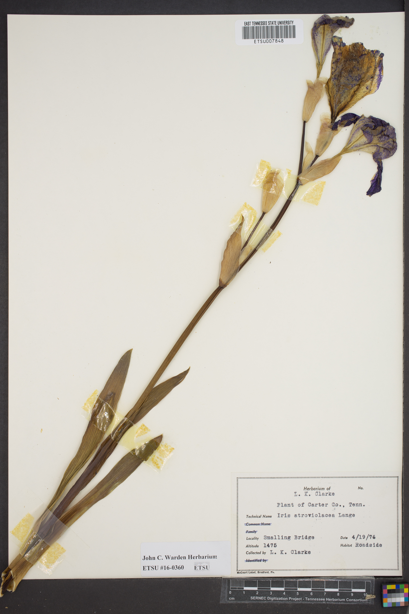 Iris acleantha image