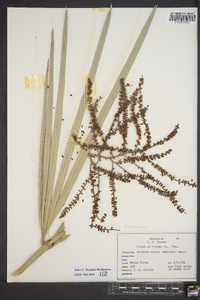 Serenoa repens image