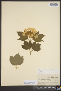 Viburnum trilobum image