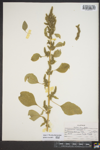 Amaranthus hybridus image