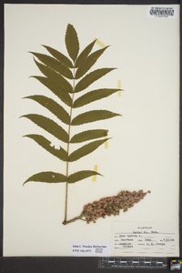 Rhus typhina image