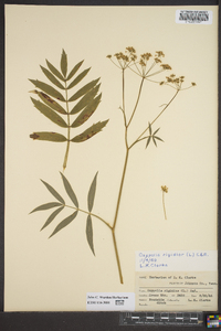 Oxypolis rigidus image