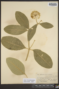 Asclepias variegata image