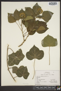 Hedera helix image