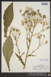 Erechtites hieraciifolius var. hieraciifolius image