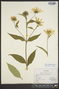 Helianthus giganteus image