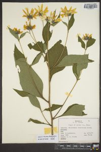 Helianthus tuberosus image