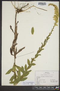 Solidago fistulosa image