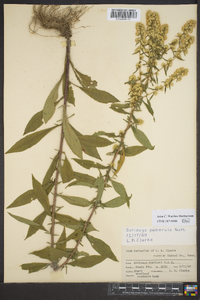 Solidago puberula image