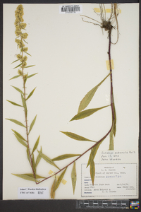 Solidago puberula image